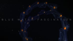 1754_Chain of Saps drifting in ocean at night