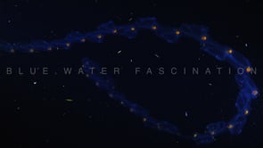 1969_Colony of Saps close up in open ocean at night