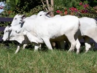 Lote 73