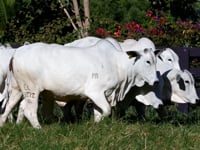 Lote 74