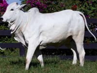 Lote 75