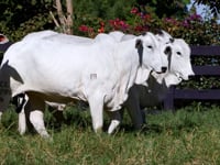 Lote 77