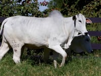 Lote 79