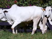 Lote 81