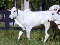 Lote 82