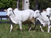 Lote 85