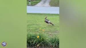 Jake's Turkey Incident