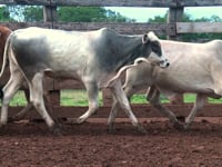 Lote 05