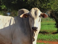Lote 27