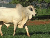 Lote 28