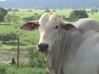 Lote 30