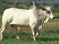 Lote 31