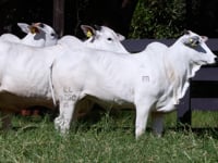 Lote 104