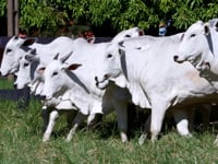 Lote 109