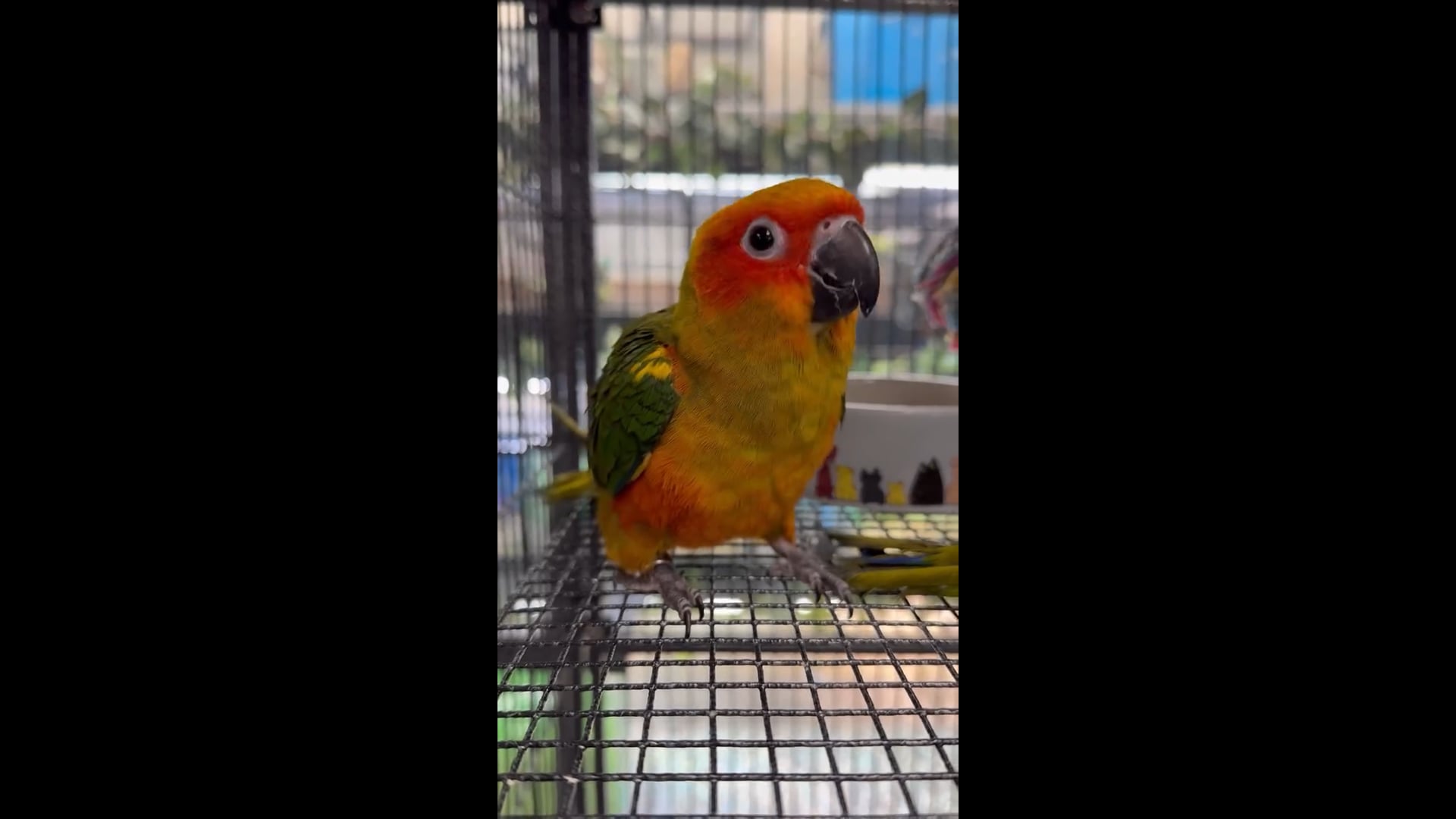 Other Animals
