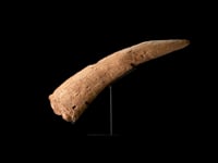 Authentic Medusaceratops Iokii Brow Horn Fossil
