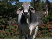 Lote 38