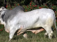 Lote 39