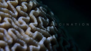 2038_Brain coral super close up at night