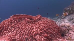 2005_Flat Barrel sponge on coral reef