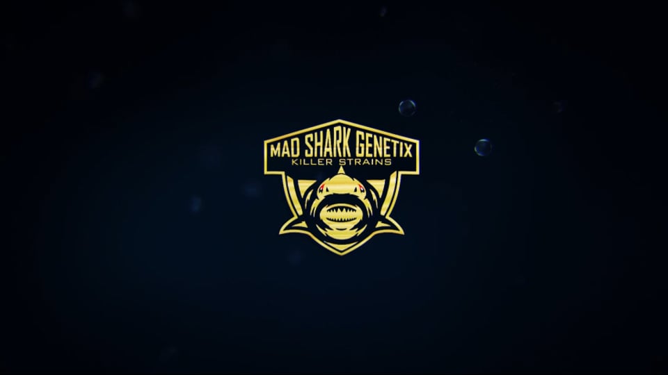 Logo de Mad Shark Genetix