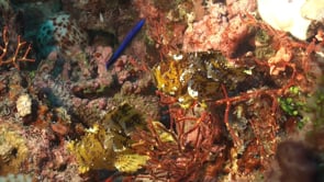 0158_Two yellow leaf scorpionfish on coral reef