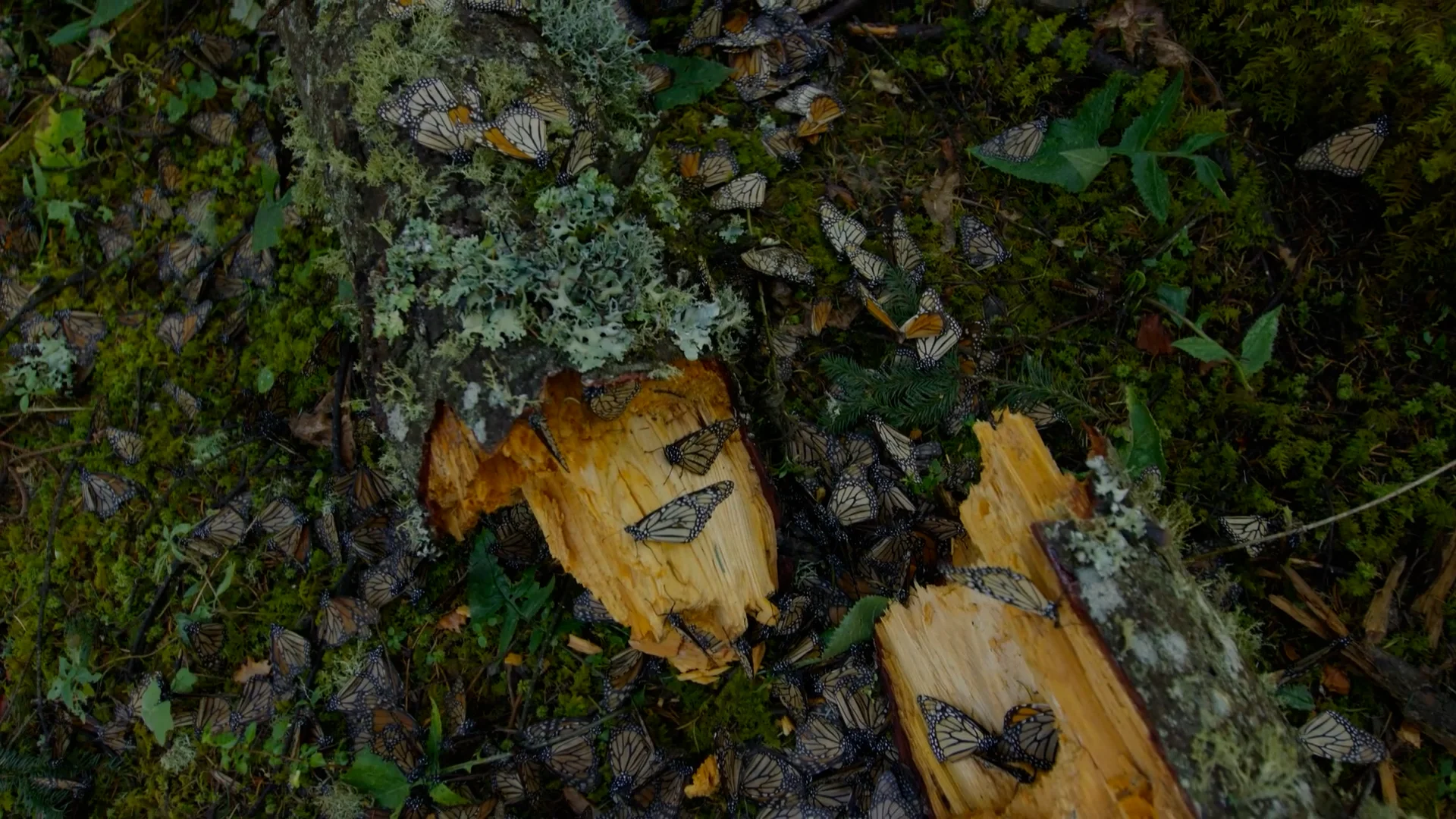BBC Earth III — Butterfly Sequence