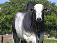 Lote 64