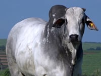 Lote 68
