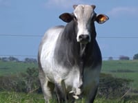 Lote 72