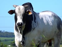 Lote 92