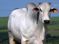 Lote 93