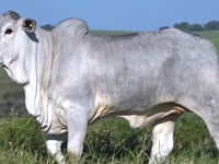 Lote 120