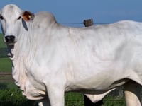 Lote 138