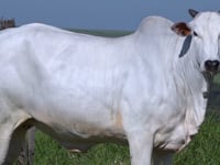 Lote 144