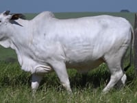 Lote 151