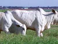 Lote 106