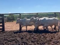 Lote 77