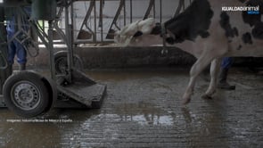 La CRUEL VERDAD de la industria de la LECHE