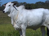 Lote 20