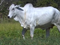 Lote 27