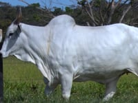 Lote 35