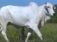 Lote 05