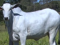 Lote 06