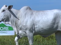 Lote 19