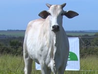Lote 26