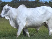 Lote 37