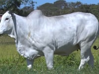 Lote 24