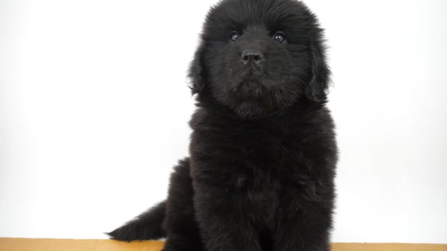 ニューファンドランド（親子）【犬】ユージン