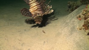 0268_Lionfish feeding on fish at night
